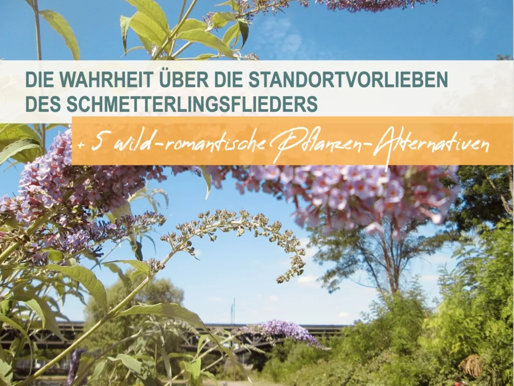 Beitragsbild Schmetterlingsflieder Garten Standort Vorlieben und Pflanzen-Alternativen