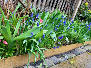 Möglichkeiten der Beetbegrenzungen im Garten. Cortenstahl und Pflastersteine.