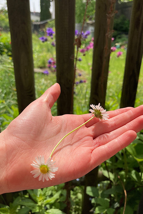 Spielidee im Garten "Verzauberte Gänseblümchen": Bei einem Gänseblümchen einen Stengel direkt unter dem Blütenkelch kappen. Dort entsteht ein kleines Loch, in das das Ende des anderen Stengels gesteckt wird. Das Bild zeigt ein Gänseblümchen mit zwei Blüten.