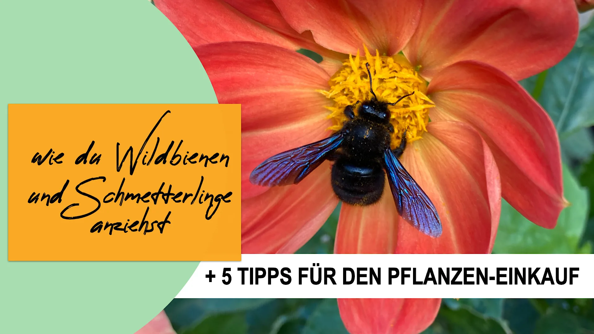 Insektenfreundlicher Garten: Wie Du mit ungefüllten Blüten WildBienen und Schmetterlinge anziehst
