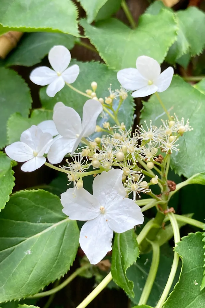 Insektenfreundlicher Garten mit ungefüllte Blüten der Kletterhortensie