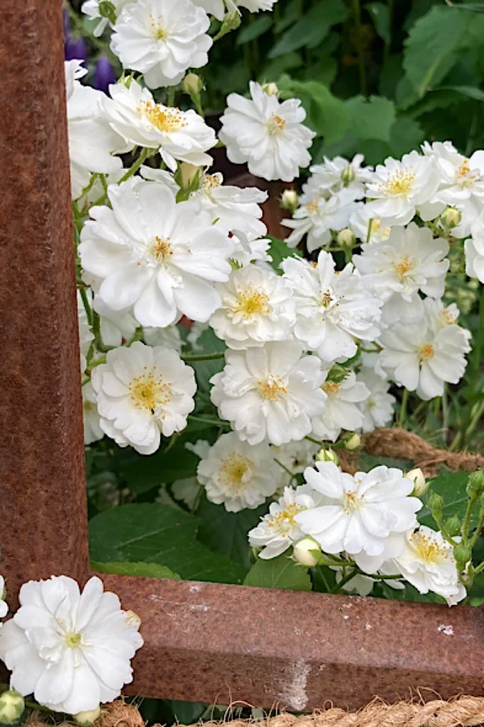 Insektenfreundlicher Garten mit halbgefüllter Blüte: Ramblerrose, es gibt auch Exemplare mit ungefüllten Blüten