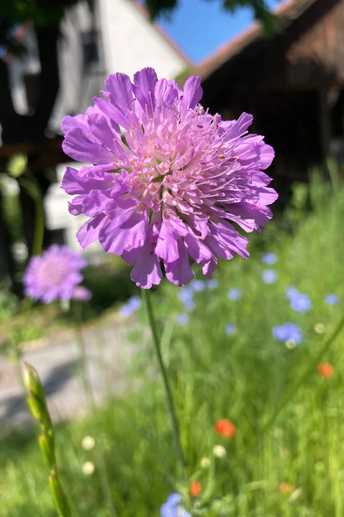 Pflegeleichter Garten: Witwenblume auf Blumenwiese