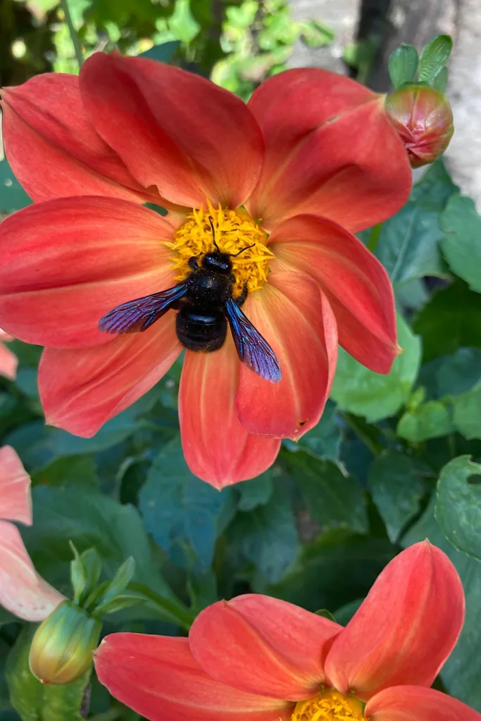 Insektenfreundlicher Garten mit ungefüllter Blüten: Holzbiene auf Dahlie