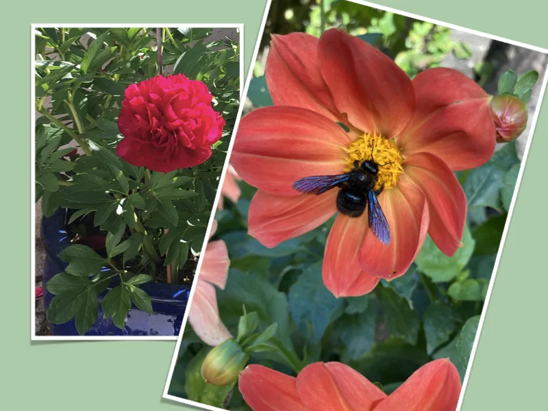 Insektenfreundlicher Garten: Wie Du mit ungefüllten Blüten Bienen und Schmetterlinge anziehst + 5 Pflanzen-Einkaufstipps