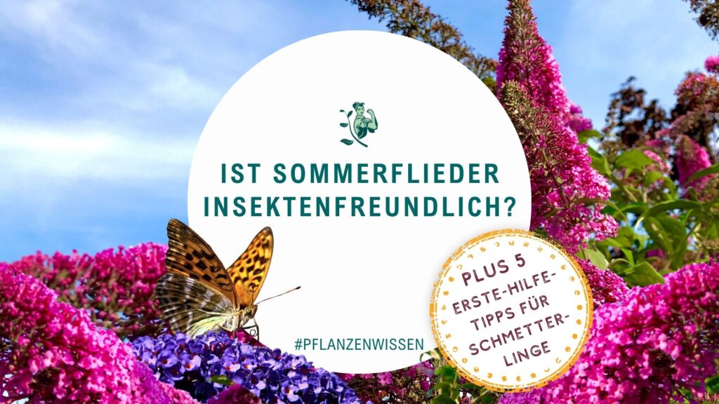 Ist Sommerflieder insektenfreundlich? Sommerflieder Schmetterlinge, Schmetterlingsflieder, Schmetterlingsstrauch