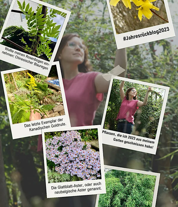 Jahresrückblick 2023: Invasive Neophyten in meinem Garten. Glattblatt-Aster, Kanadische Goldrute und Chinesischer Blauregen.