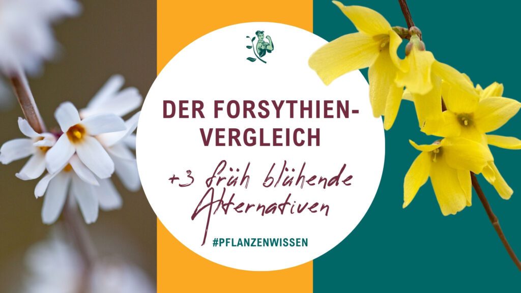Schneeforsythie, weiße Forsythie, gelbe Forsythie, welche ist besser? Der Vergleich + 3 früh blühende Alternativen