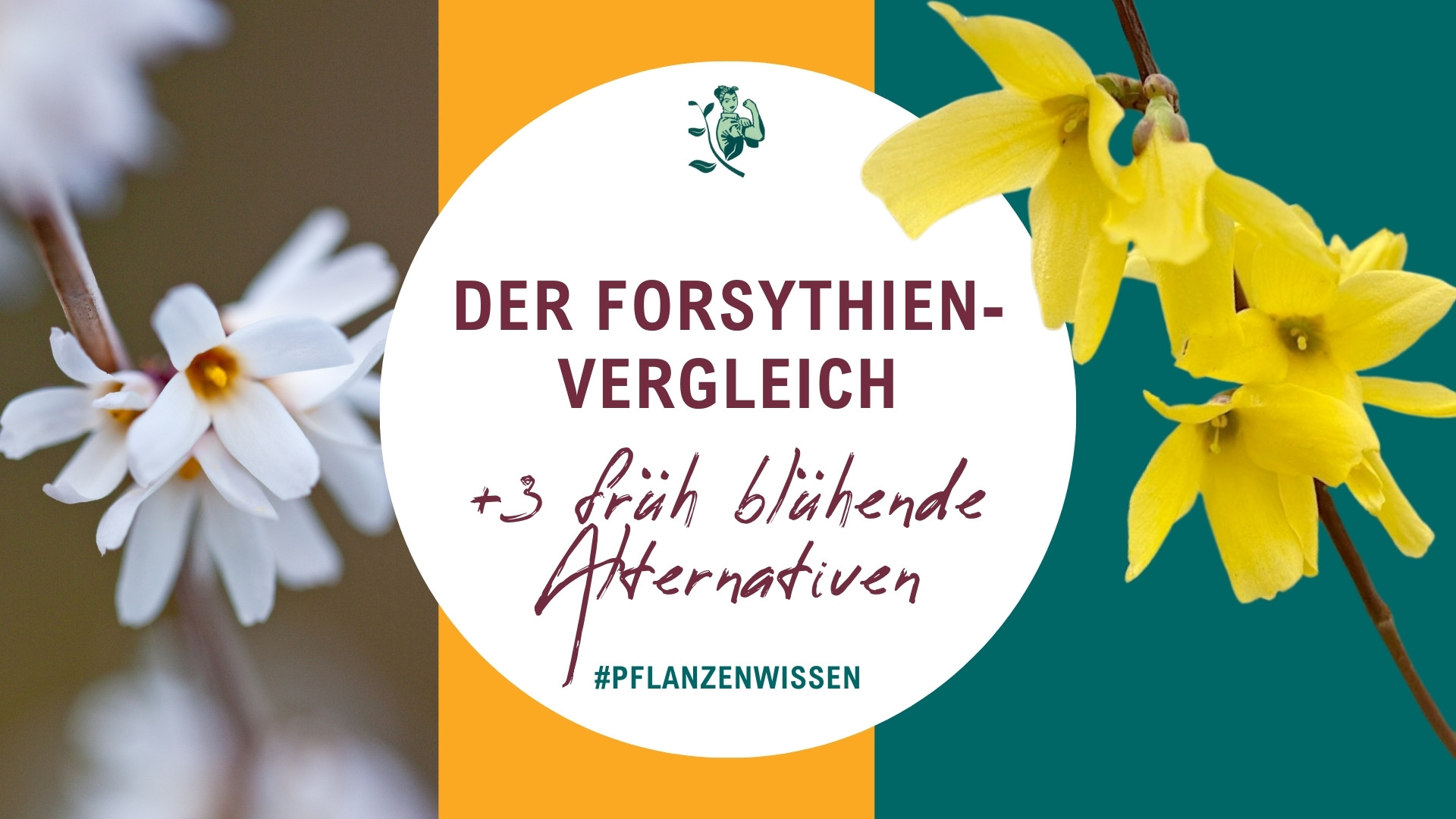 Ist die Schneeforsythie die bessere Forsythie? Der Vergleich: weiße und gelbe Frühblüher