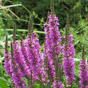 Blutweiderich