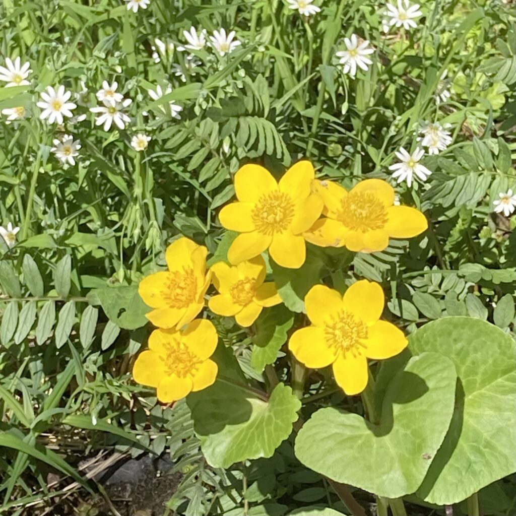 Sumpf-Dotterblume
