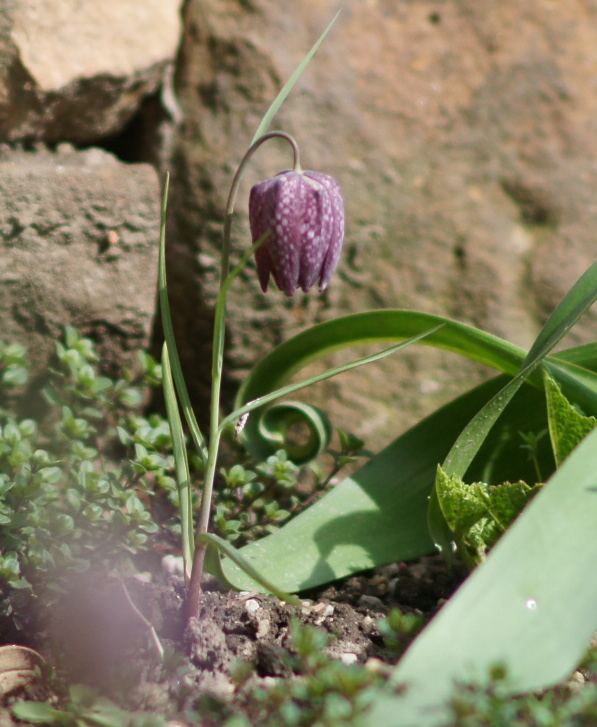 Schachbrettblume