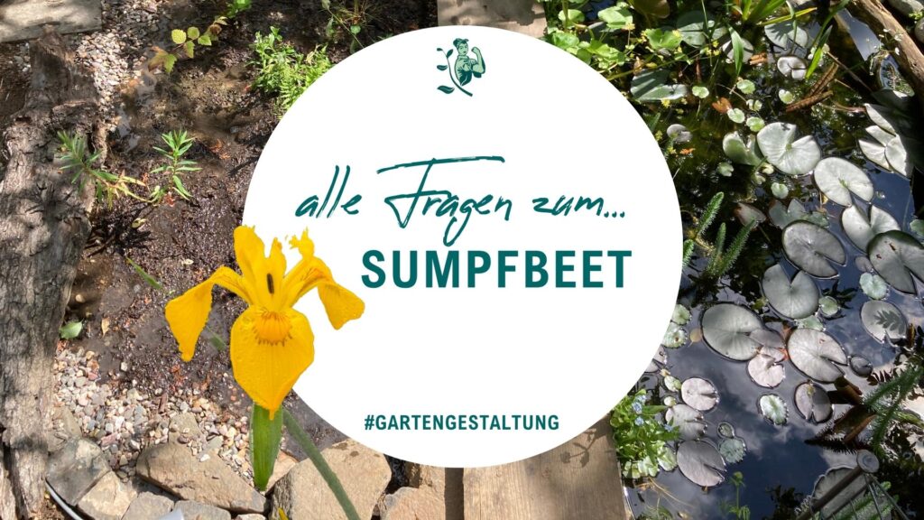 Beitragsbilde alle Fragen zum Sumpfbeet