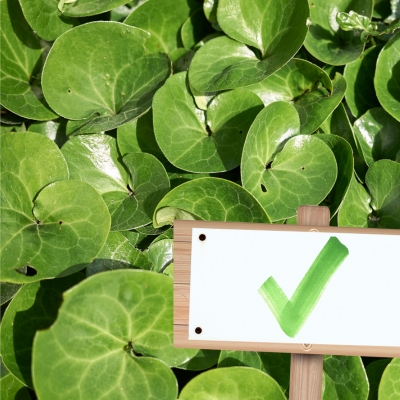 Asarum europaeum (Haselwurz)-check