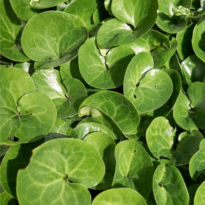 Bodendecker Schatten Heimische Haselwurz (Asarum europaeum)