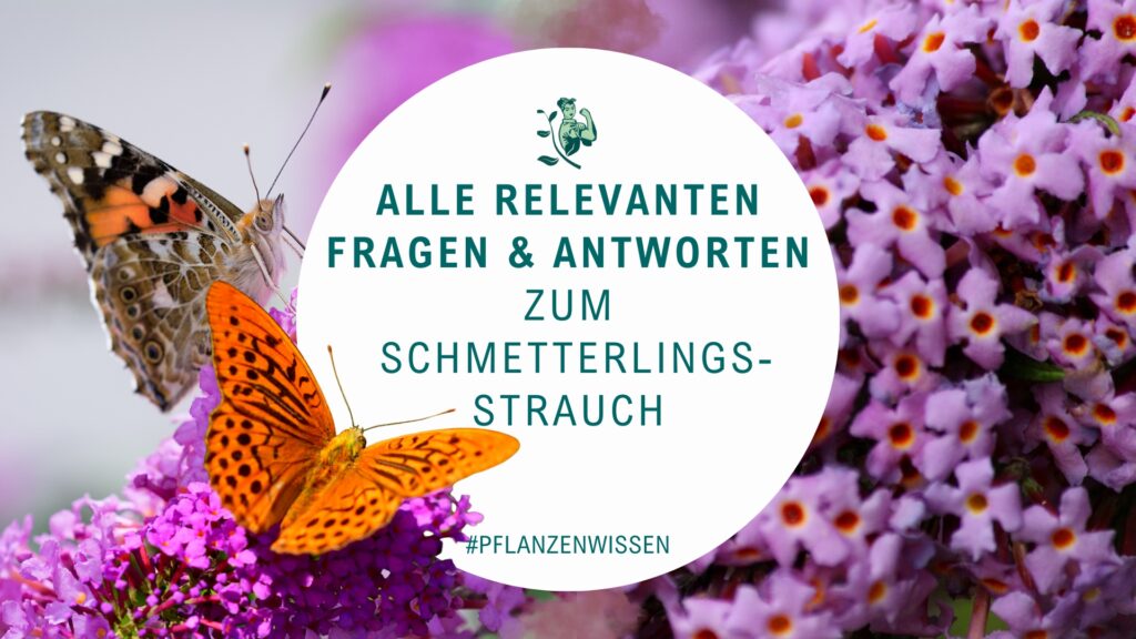 Schmetterlingsstrauch