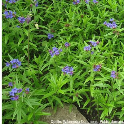 Bodendecker Blauroter Steinsame (Lithospermum purpurocaeruleum)