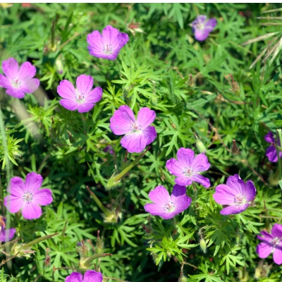 Bodendecker Sonne Blut-Storchschnabel (Geranium sanguineum)