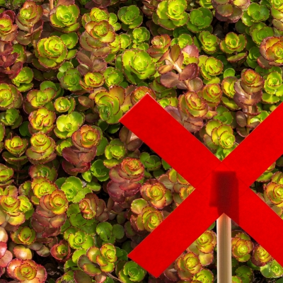 Bodendecker gegen Unkraut_Kaukasus-Asienfetthenne (Sedum spurium)