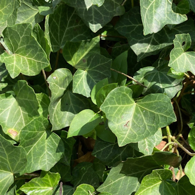 Bodendecker Schatten Efeu (Hedera helix)