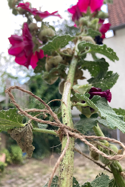 Garten Sommer Stockrosen hochbinden