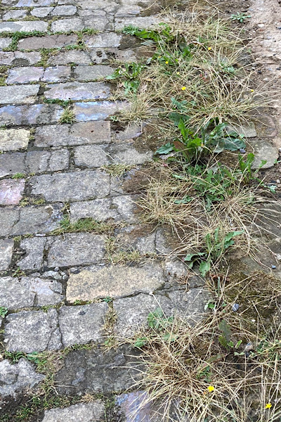 Garten Sommer Unkraut im Hof zupfen