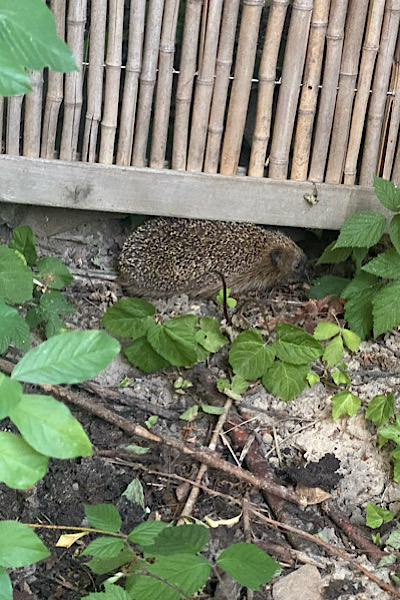 Garten Sommer Igel