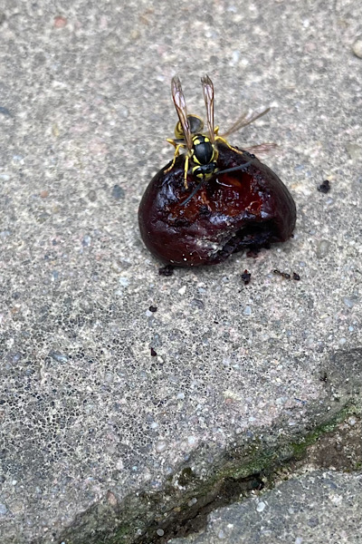 Garten Sommer Achtung mit Insekten an Fallobst