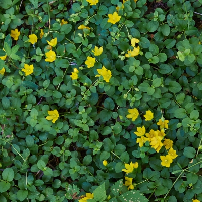 Bodendecker Halbschatten Lysimachia nummularia (Pfennigkraut)