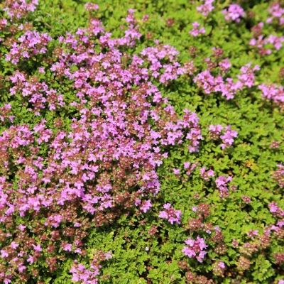 Bodendecker Thymian