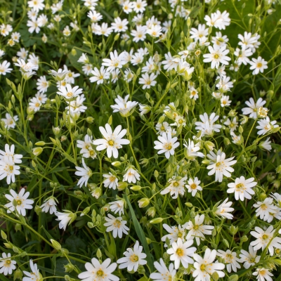 Bodendecker Stellaria holostea (Große Sternmiere)