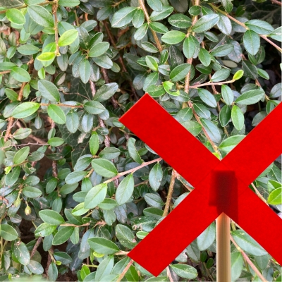 Du suchst eine Alternative zum Bodendecker-Teppich-Zwergmispel (Cotoneaster dammeri)? Dann schau dir unter Alternative Nr. 04. an