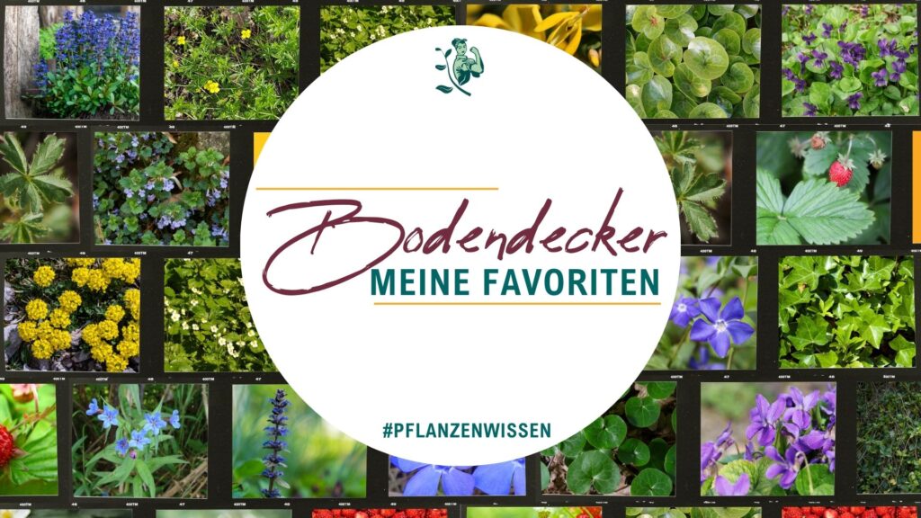 Bodendecker, Titelbild mit Text Bodendecker meine Favoriten, dahinter als Bilder-Galerie unterschiedliche Pflanzen