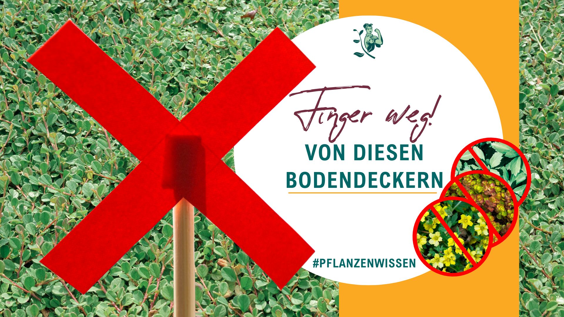 Immergrüne Bodendecker: 6 No-Gos & meine 9 Alternativen