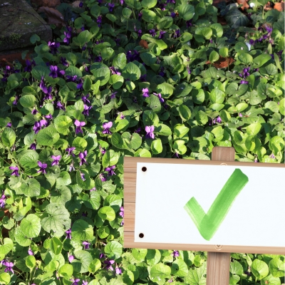 Bodendecker wintergrün Viola odorata-Duftveilchen-check