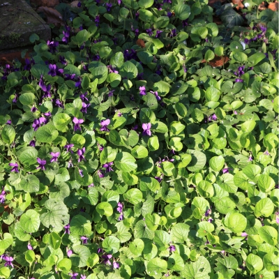 Bodendecker Schatten Viola odorata (Duftveilchen)
