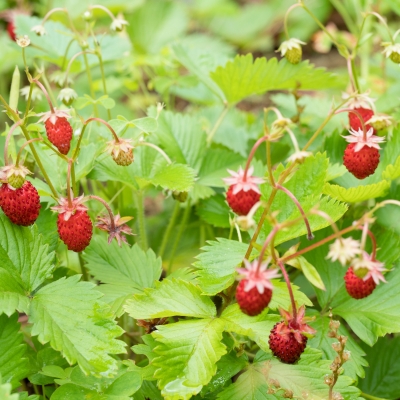 Bodendecker Halbschatten Walderdbeere Fragaria vesca.jpg