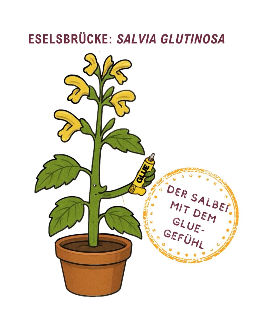 Salvia Glutinosa Klebriger Salbei eselsbruecke