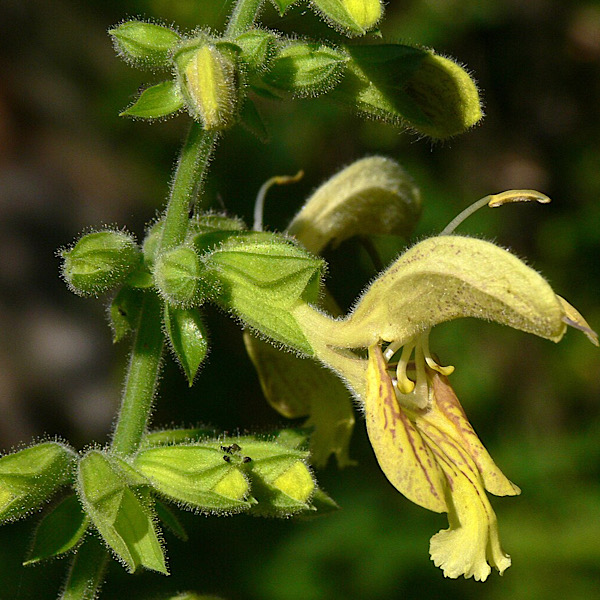 Salvia_glutinosa_Klebriger_Salbei_Bluete