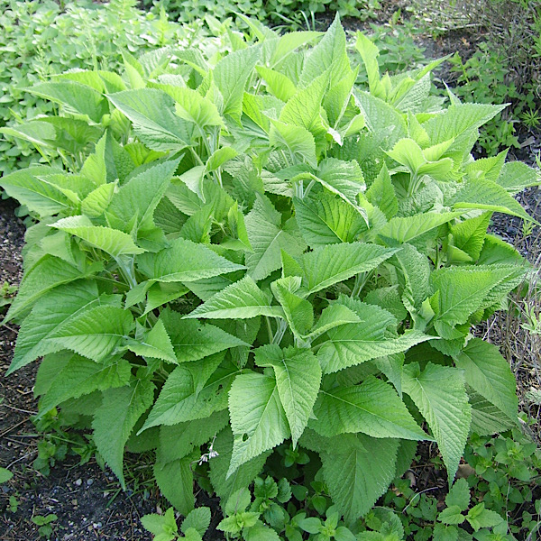 Salvia glutinosa Klebriger Salbei Busch Lizenz: Wikimedia CC0