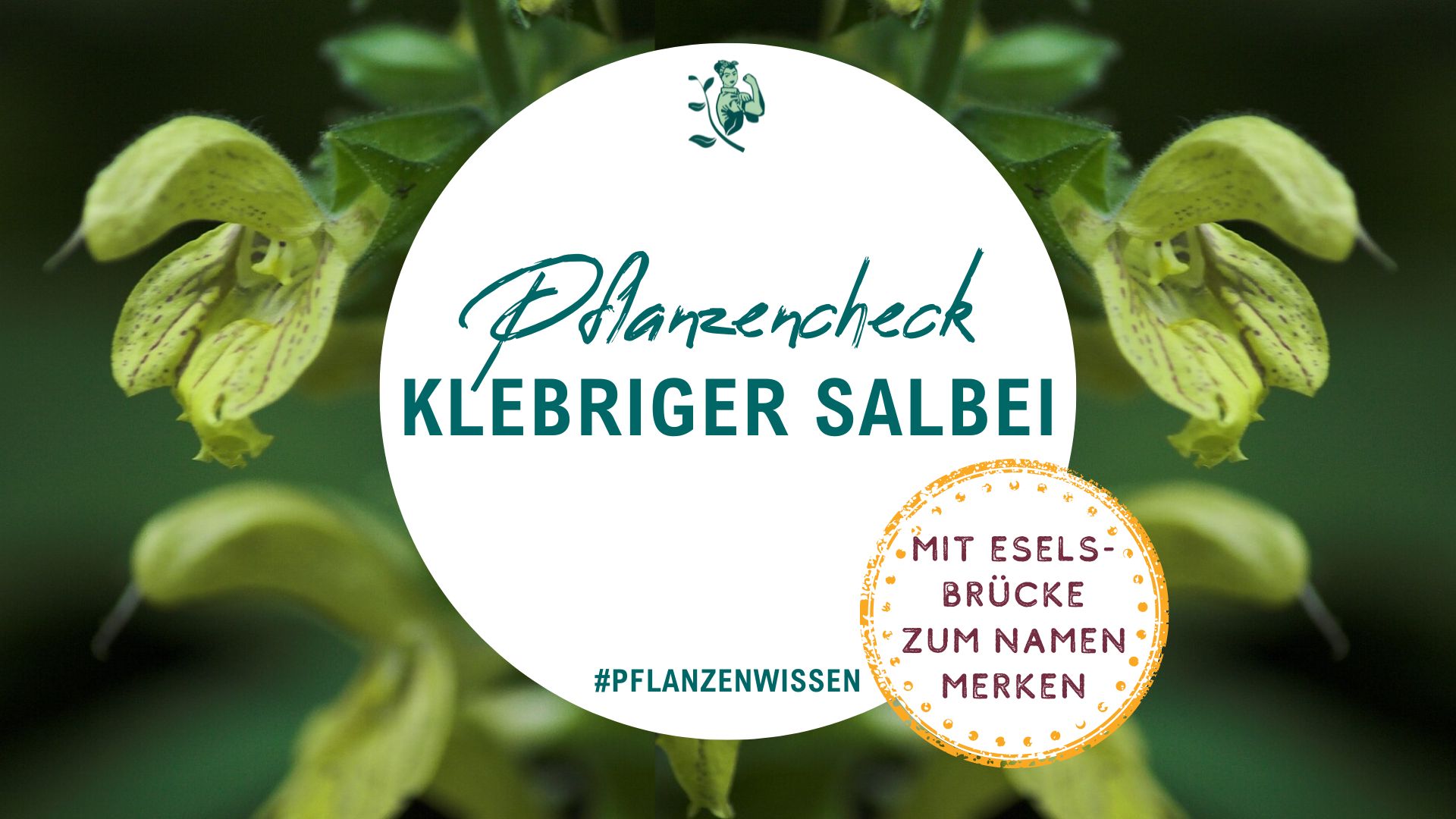 Mein Pflanzencheck: klebriger Salbei (Salvia glutinosa)