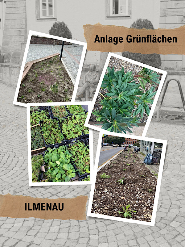 Naturgartenprofi Praktikum 3: Anlage Grünfläche in Ilmenau öffentliches Grün