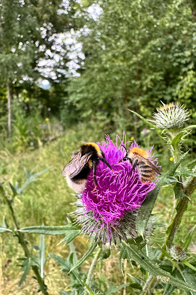 Julia Kurth Wirwollenwild miniwildnis Privatgärten Hummeln auf Distel