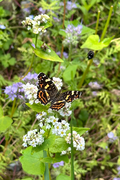 Schmetterling auf Blüte miniwildnis von  Wirwollenwild 