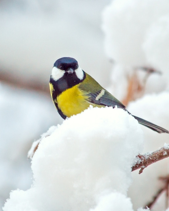 Garten Bingo Winter Vogel
