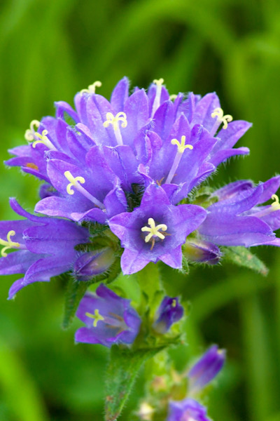 Borstige Glockenblume (Campanula cervicaria)