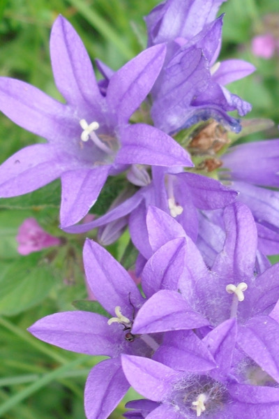 Knäuel-Glockenblume (Campanula glomerata)