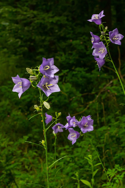 Pfirsichblättrige Glockenblume (Campanula persicifolia)