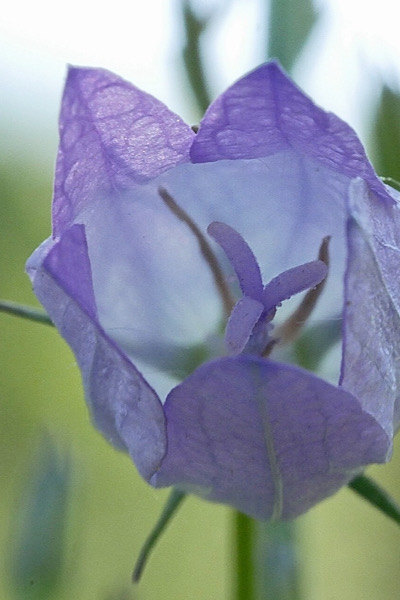 Rapunzel-Glockenblume (Campanula rapunculus)