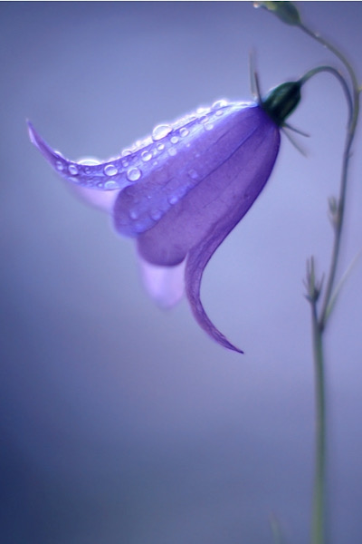 Rundblättrige Glockenblume (Campanula rotundifolia)